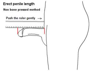 Att mäta sin penis med NBPEL innebär att man skall ha fullt stånd och inte trycka linjalen mot blygdbenet
